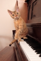 Picture of alert Devon Rex on piano