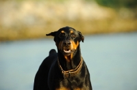 Picture of alert Dobermann