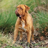 Picture of alert Dogue de Bordeaux