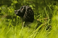 Picture of alert English Cocker Spaniel in high grass