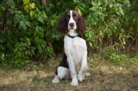 Picture of alert English Springer Spaniel sitting with greenery back ground
