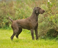 Picture of alert German Pointer on grass