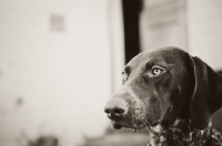 Picture of alert German Shorthaired Pointer (GSP)