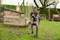 Picture of alert German Shorthaired Pointer (GSP) in garden