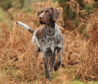 Picture of alert German Wirehaired Pointer (aka GWP, Deutscher Drahthaar)