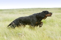 Picture of alert Gordon Setter in field