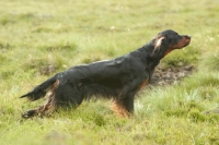 Picture of alert Gordon Setter