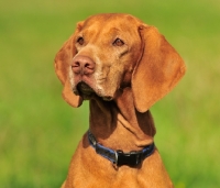 Picture of alert Hungarian Vizsla head study