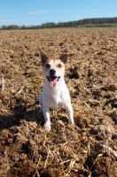 Picture of alert Jack Russell in field