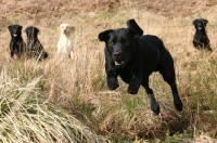 Picture of alert Labrador Retriever dogs