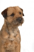 Picture of alert looking Border Terrier