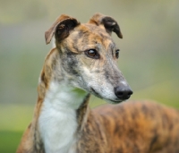 Picture of alert looking Greyhound
