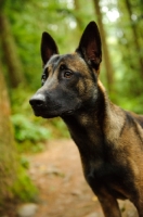 Picture of alert looking Malinois
