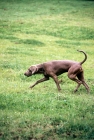 Picture of alert looking undocked weimaraner with high tail carriage