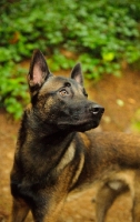 Picture of alert Malinois