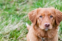 Picture of alert Nova Scotia Duck Tolling Retriever 