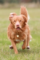 Picture of alert Nova Scotia duck tolling retriever, running