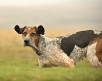 Picture of alert old English type foxhound