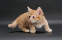 Picture of alert Red Mackerel Tabby Munchkin kitten