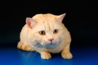 Picture of alert red tipped british shorthair cat