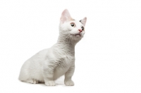 Picture of alert shorthaired Bambino cat on white background