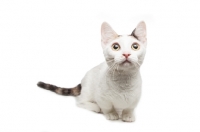 Picture of alert shorthaired Bambino cat on white background