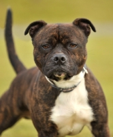 Picture of alert Staffordshire Bull Terrier