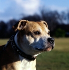 Picture of alert staffordshire bull terrier, head study