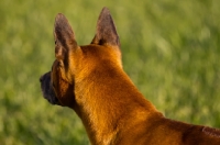 Picture of alert Thailand Ridgeback back view