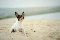 Picture of alert Toy Fox Terrier on beach