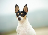 Picture of alert Toy Fox Terrier 