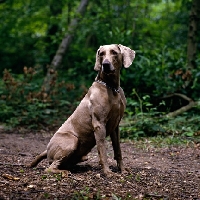 Picture of alert weimaraner sitting in woods