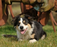 Picture of alert Welsh Sheepdog