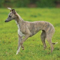 Picture of alert Whippet on grass