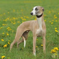 Picture of alert Whippet on grass