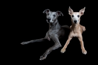 Picture of alert whippets, expecting food