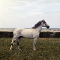Picture of Alford, Barb stallion at El Djdida