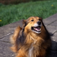 Picture of alice, rough collie cross sheltie