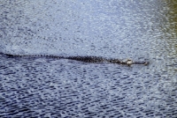 Picture of alligator in rippling water in the everglades, florida