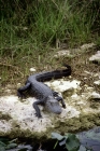 Picture of alligator in the everglades, florida