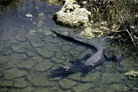 Picture of alligator in water in the everglades, florida