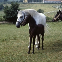 Picture of Alma lipizzaner mare with her foal at Piber