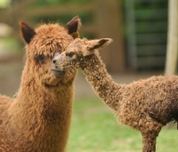 Picture of Alpaca with young