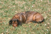 Picture of Alpine Dachsbracke, lying on grass