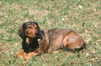 Picture of Alpine Dachsbracke, lying on grass