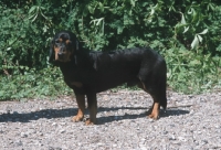 Picture of Alpine Dachsbracke, side view