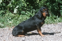 Picture of Alpine Dachsbracke, side view