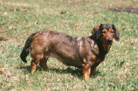 Picture of Alpine Dachsbracke, standing on grass