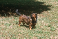 Picture of Alpine Dachsbracke, standing on grass