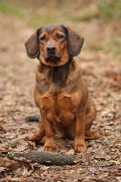 Picture of Alpine Dachsbracke